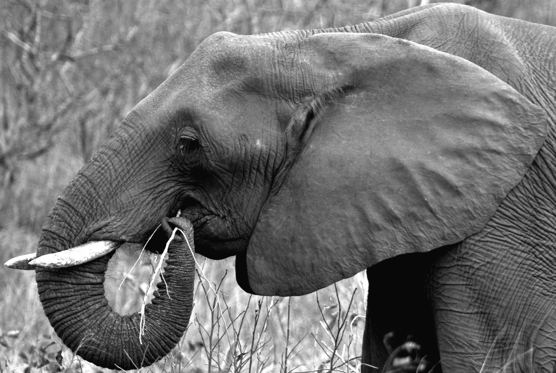 Elephant After